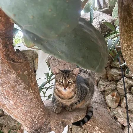 Matxani Gran ファームステイ *