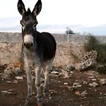 Farmház Matxani Gran